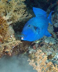 Triggerfish taken at Shark reef, Ras Mohamed Park with E300. by Nikki Van Veelen 